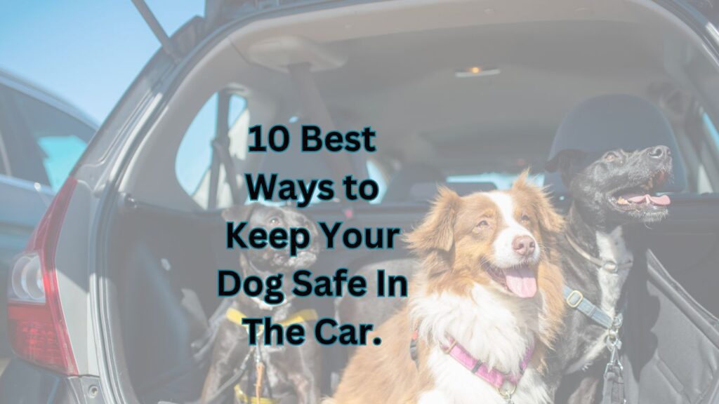 Best Ways to Keep Your Dog Safe In The Car